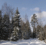 В преддверии новогодних праздников в регионе усилят охрану хвойных деревьев - Лузский район